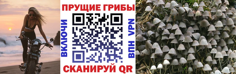 Галлюциногенные грибы Psilocybe  Елизово 